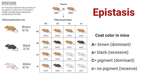 Epistasis and Its Effects on Phenotype 